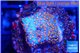 Montipora fruity 2 cm WYSIWYG acclimaté