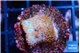 Montipora fruity 2 cm WYSIWYG acclimaté