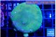 Porites cylindrica yellow green 4-5 cm WYSIWYG acclimaté