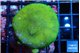 Porites cylindrica yellow green 4-5 cm WYSIWYG acclimaté
