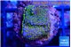 Montipora purple rainbow 2 cm WYSIWYG acclimaté