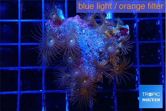 Parazoanthus gracilis yellow polyps 3-4 cm WYSIWYG acclimaté