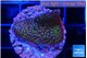 Montipora rainbow 2-3 cm WYSIWYG acclimaté