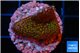 Montipora rainbow 2-3 cm WYSIWYG acclimaté