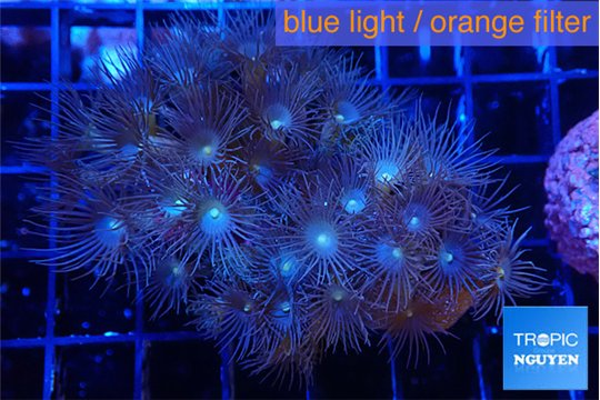 Parazoanthus gracilis yellow polyps 3-5 cm WYSIWYG acclimaté
