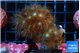 Parazoanthus gracilis yellow polyps 3-5 cm WYSIWYG acclimaté