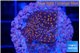 Montipora fruity 2 cm WYSIWYG acclimaté