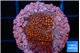 Montipora fruity 2 cm WYSIWYG acclimaté