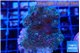 Pocillopora damicornis green & pink tip 4-6 cm WYSIWYG acclimaté