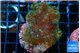 Pocillopora damicornis green & pink tip 4-6 cm WYSIWYG acclimaté