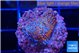 Montipora fruity 2 cm WYSIWYG acclimaté