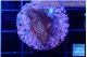Montipora superman 2 cm WYSIWYG acclimaté