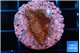 Montipora superman 2 cm WYSIWYG acclimaté