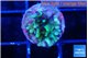 Montipora incredible hulk 1-2 cm WYSIWYG acclimaté