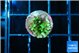 Montipora incredible hulk 1-2 cm WYSIWYG acclimaté