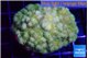 Pocillopora verrucosa toxic green 4-5 cm WYSIWYG acclimaté