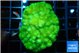 Pocillopora verrucosa toxic green 4-5 cm WYSIWYG acclimaté