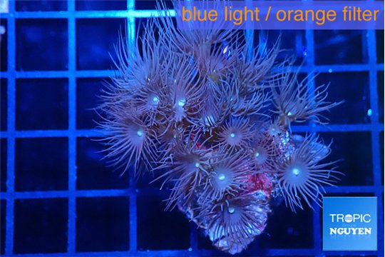 Parazoanthus gracilis yellow polyps 3-4 cm WYSIWYG acclimaté