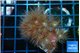 Parazoanthus gracilis yellow polyps 3-4 cm WYSIWYG acclimaté