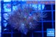 Parazoanthus gracilis yellow polyps 2-3 cm WYSIWYG acclimaté