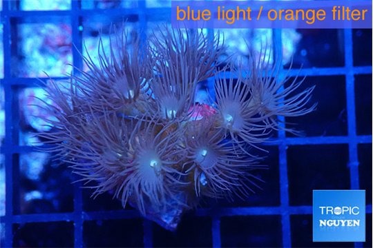 Parazoanthus gracilis yellow polyps 2-3 cm WYSIWYG acclimaté
