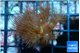 Parazoanthus gracilis yellow polyps 2-3 cm WYSIWYG acclimaté