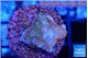 Montipora fruity 2 cm WYSIWYG acclimaté