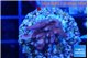Acropora carduus green polyps deep water 2-3 cm WYSIWYG acclimaté