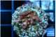 Acropora carduus green polyps deep water 2-3 cm WYSIWYG acclimaté
