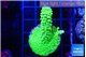 Acropora neon green 3-4 cm WYSIWYG acclimaté