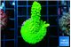 Acropora neon green 3-4 cm WYSIWYG acclimaté