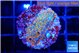 Montipora fruity 2-3 cm WYSIWYG acclimaté