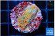 Montipora fruity 2-3 cm WYSIWYG acclimaté