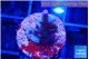 Acropora carduus green polyps deep water 1-2 cm WYSIWYG acclimaté