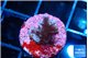 Acropora carduus green polyps deep water 1-2 cm WYSIWYG acclimaté