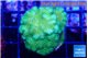 Pocillopora verrucosa toxic green 4-5 cm WYSIWYG acclimaté