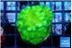 Pocillopora verrucosa toxic green 4-5 cm WYSIWYG acclimaté