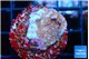Montipora fruity 2 cm WYSIWYG acclimaté