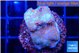 Montipora fruity 2-3 cm WYSIWYG acclimaté