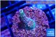 Acropora mango 2 cm WYSIWYG acclimaté