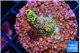 Acropora mango 2 cm WYSIWYG acclimaté