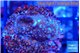 Montipora fruity 2 cm WYSIWYG acclimaté