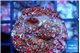 Montipora fruity 2 cm WYSIWYG acclimaté