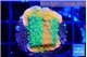 Montipora graphted sun fire 3 cm WYSIWYG acclimaté