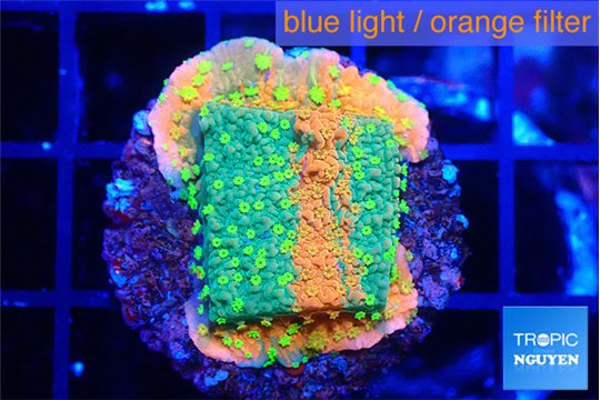 Montipora graphted sun fire 3 cm WYSIWYG acclimaté