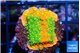 Montipora graphted sun fire 3 cm WYSIWYG acclimaté