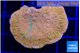 Montipora graphted sun fire reverse 3-4 cm WYSIWYG acclimaté