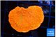 Montipora graphted sun fire reverse 3-4 cm WYSIWYG acclimaté