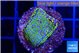 Montipora rainbow 2-3 cm WYSIWYG acclimaté