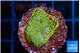 Montipora rainbow 2-3 cm WYSIWYG acclimaté